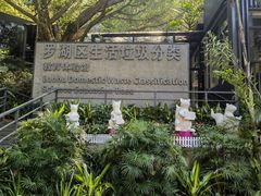 -银湖山郊野公园-相思林