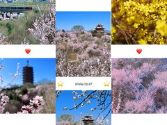-莲花池公园