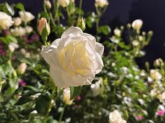 -人民公园(罗湖区)