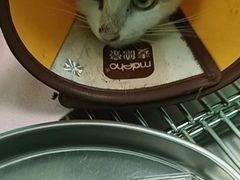 -瑞派宠物医院(搏威敦和院)