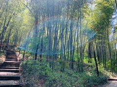 -镇江市南山风景名胜区竹林景区