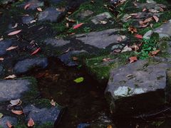 -虎跑公园