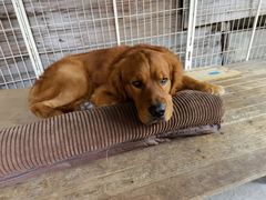 -乐派堂宠物医院·猫友好· 心脏科(东街店)