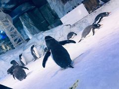 -芜湖新华联大白鲸海洋公园