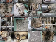 -芭比堂动物医院·24小时·眼科中心(深圳中心)
