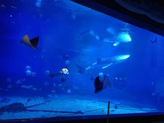 -烟台海昌鲸鲨海洋公园