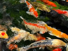 -新世纪大酒楼·30年南海菜