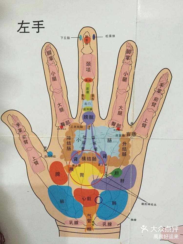 手部神经支配口诀图片