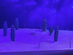 -芜湖新华联大白鲸海洋公园
