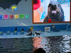 -蓬莱欧乐堡海洋极地世界