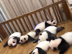 -三只耳火锅(宽窄巷子店)