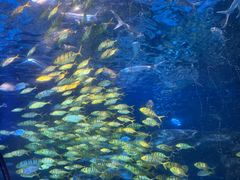 -太平洋海底世界