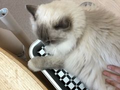 -猫和宫(六道口店)