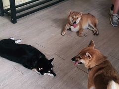 -柴犬高等学院·狗咖·柴犬售卖·宠物训练