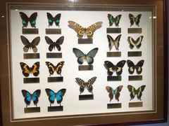 -上海昆虫博物馆