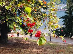 -Patagonia Chocolates(皇后镇店)