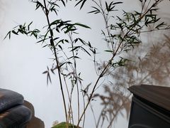 -植觉