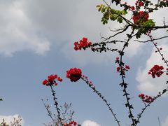 -大屏嶂森林公园