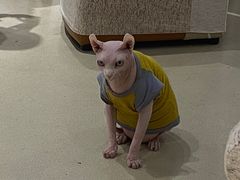 -藏猫猫咖啡主题馆(中央大道店)