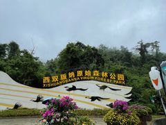 -西双版纳原始森林公园