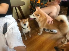 -柴犬高等学院·狗咖·柴犬售卖·宠物训练