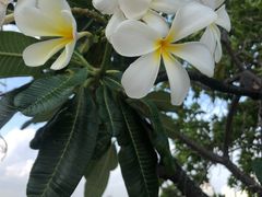 -曼谷王子宫殿酒店