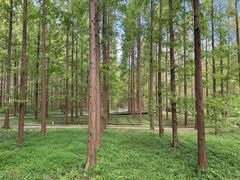 -黄海国家森林公园