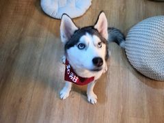 -Husky Go! 哈士奇体验馆·宠物咖啡厅狗咖