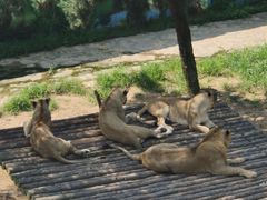 -西霞口神雕山野生动物世界