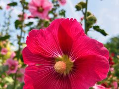 -西青郊野公园