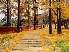 -阳台山自然风景区