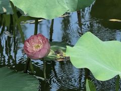 -羊亭河湿地公园