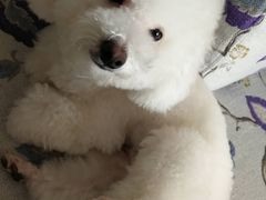 -北京观赏动物医院·24小时大型综合·猫专科·异宠专科