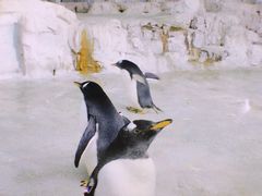 -珠海长隆海洋王国