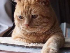 -古乐牛香·鲜牛肉牛杂火锅(新区店)