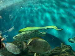 -上海海洋水族馆