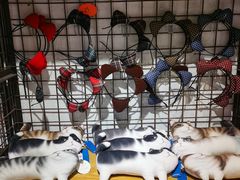 -猫咪博物馆(顶澳仔猫街店)