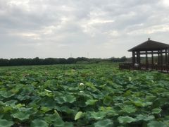 -荷塘月色湿地公园·向阳花洲