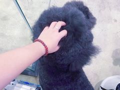 -熊小胖宠物生活馆(天华园店)