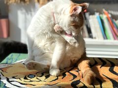 -平行世界·猫咖(首经贸店)