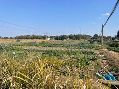 -莲花岛景区