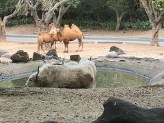 -广州长隆野生动物世界