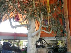 -清迈夜间动物园