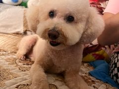 -艾贝尔宠物医院·狂犬免疫点(江山金象城店)