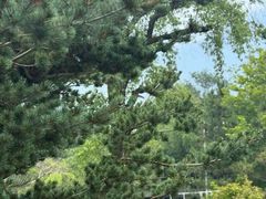 -日照海滨国家森林公园
