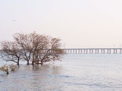 -宝安西湾红树林湿地公园