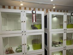 -青奢宠物·青奢猫舍