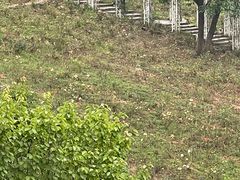 -大塘金香草谷