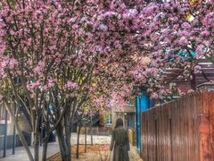 -天津东丽湖风景区