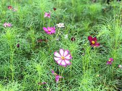 -南通鲜花小镇